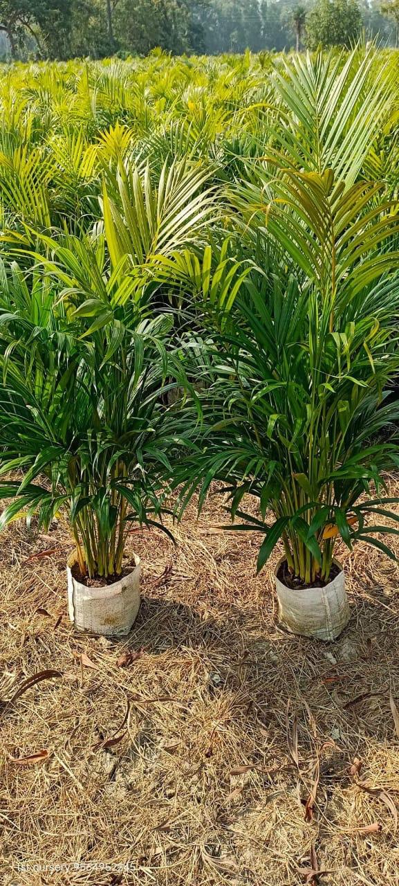 Natural plants project